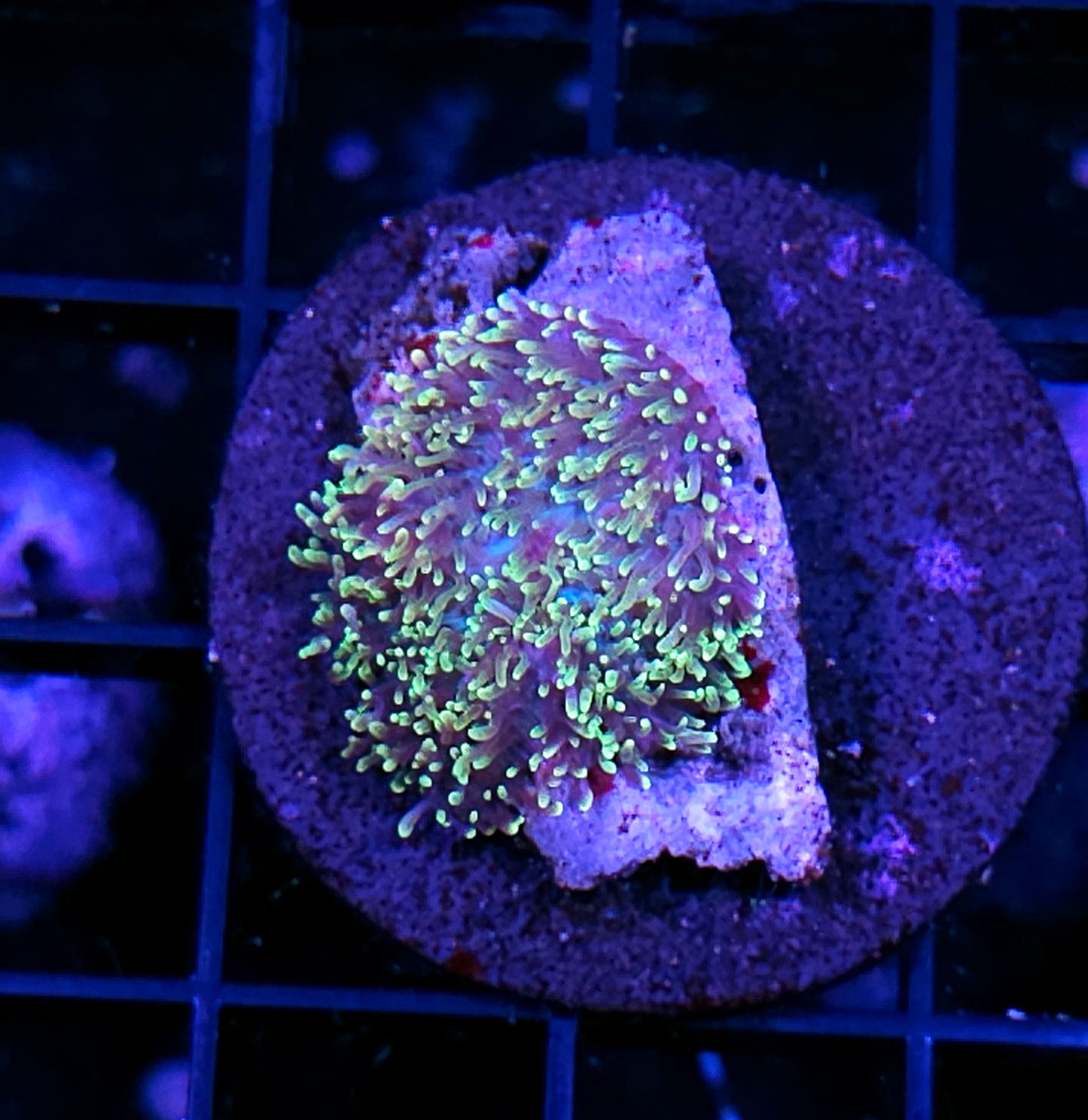 HF Shag Daddy Carpet Mushroom