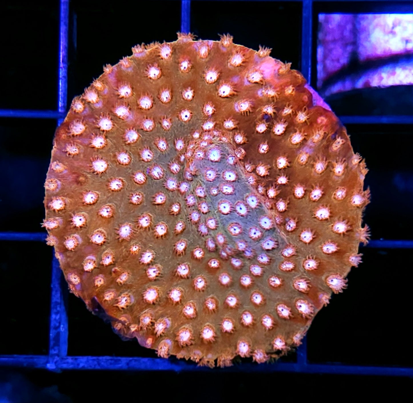 Copperhead Cyphastrea Colony