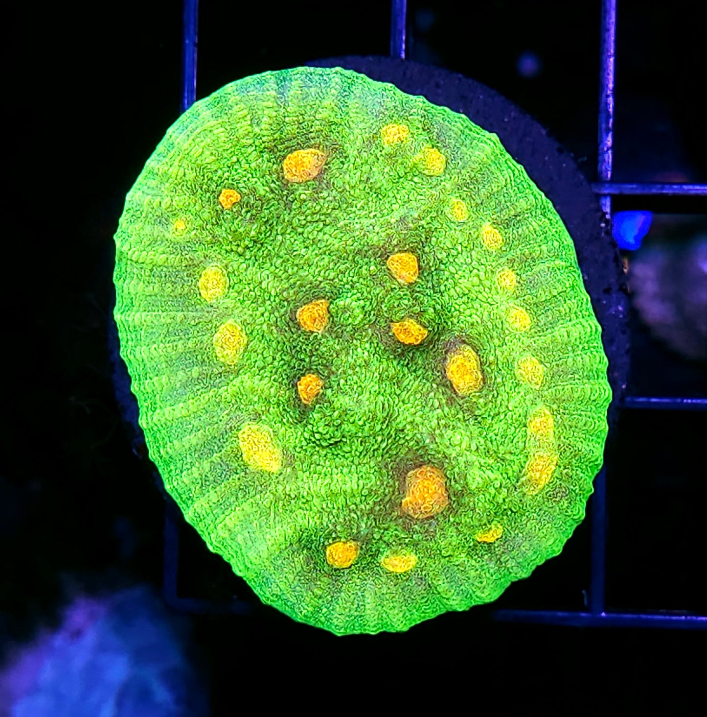 Space Invaders Chalice Mini Colony