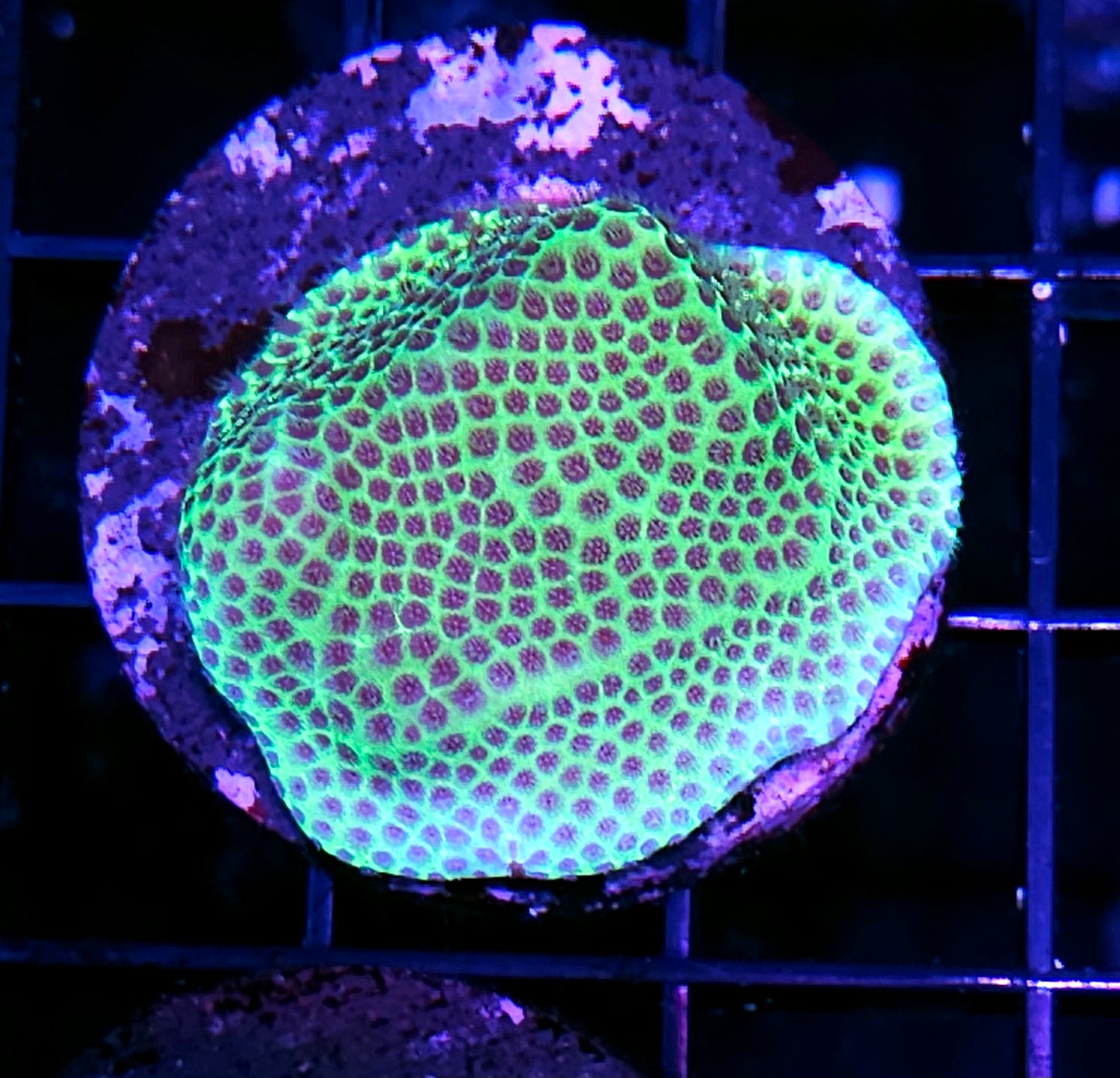 Sand Dollar Porites
