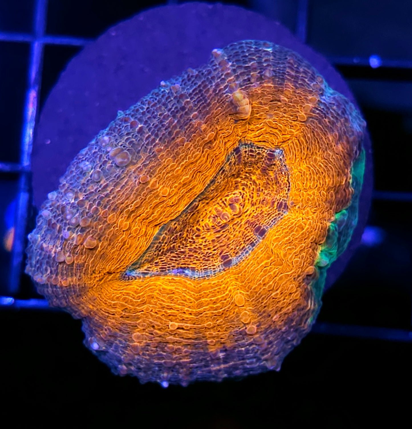 Sexy Lobophyllia