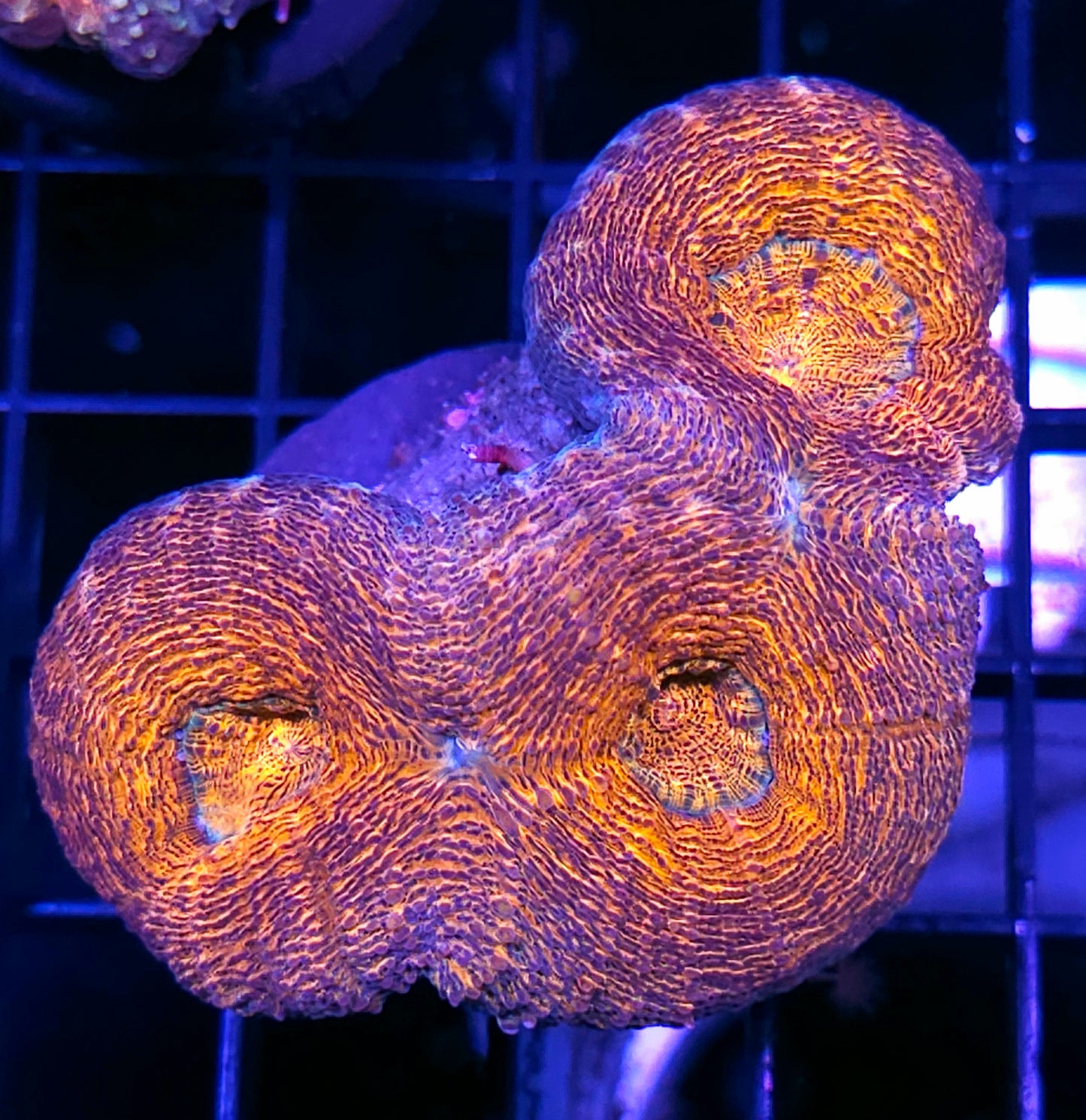 Flaming Ripple Lobophyllia