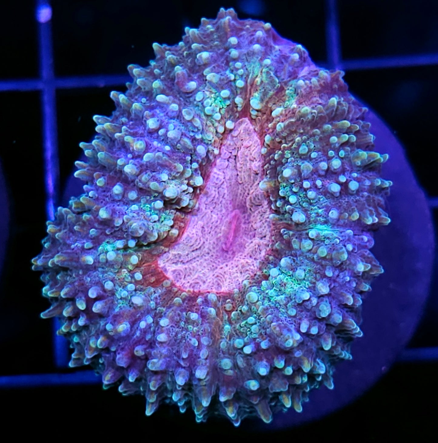 Matrix Lobophyllia