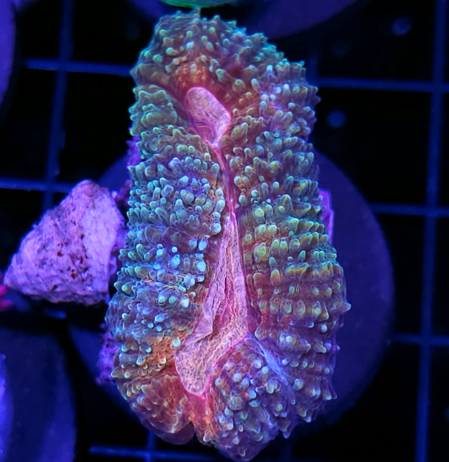 Matrix Lobophyllia