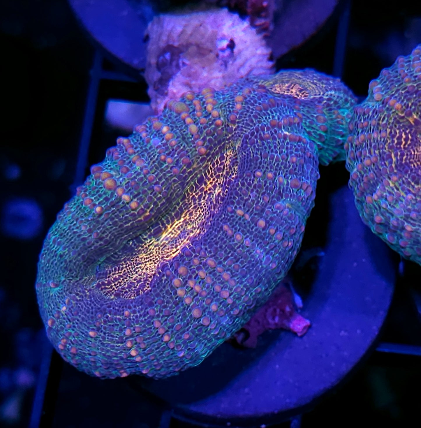 Chameleon Lobophyllia