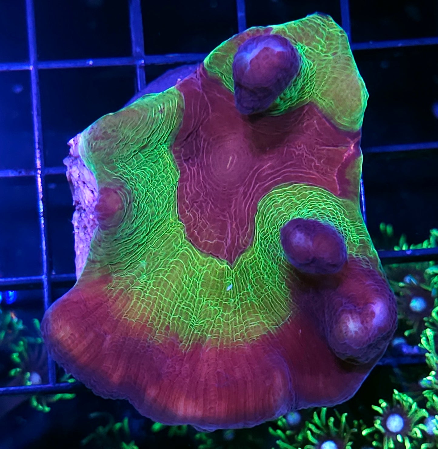 Heartthrob Pectinia Colony