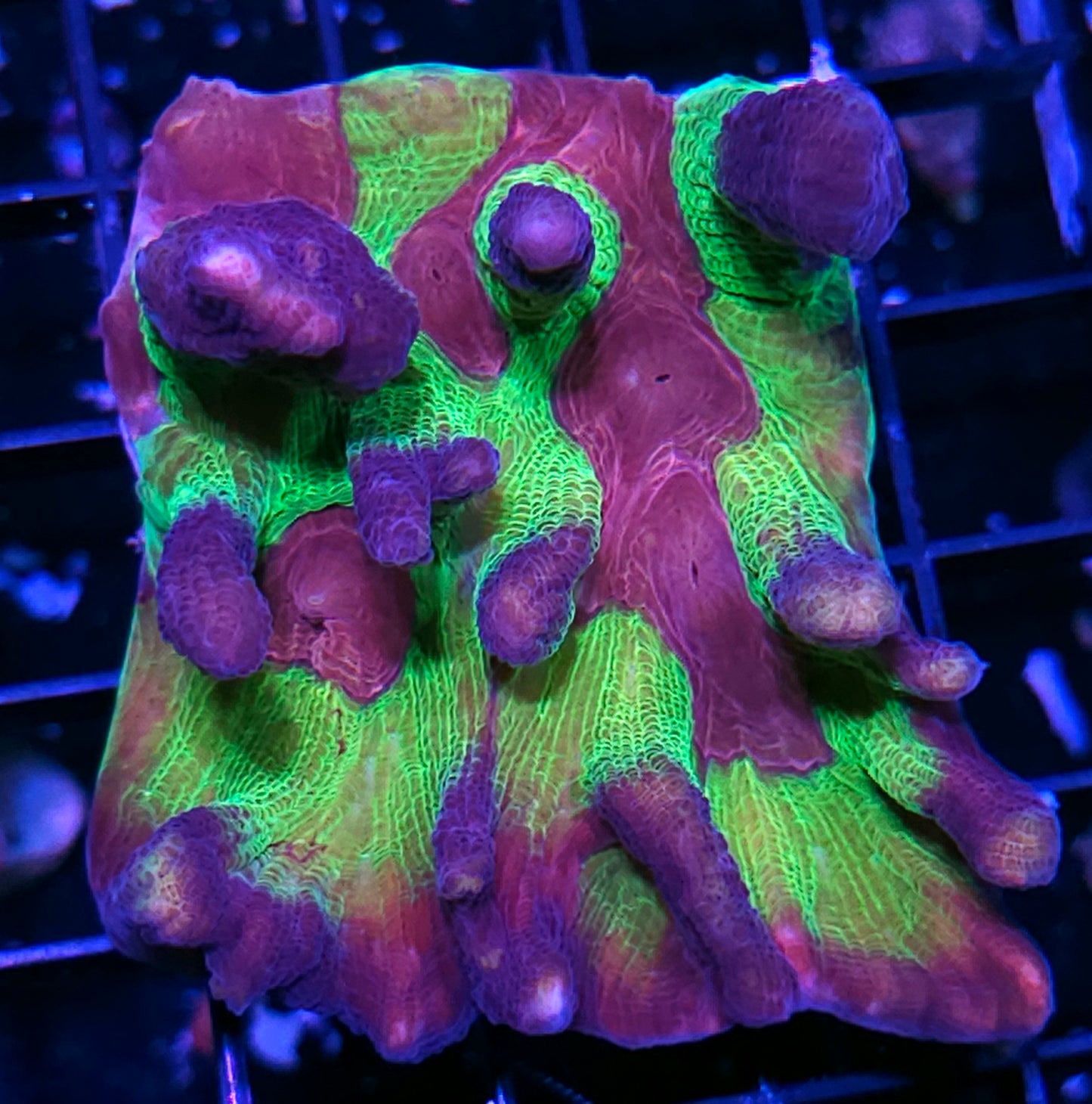 Heart Throb Pectinia Colony