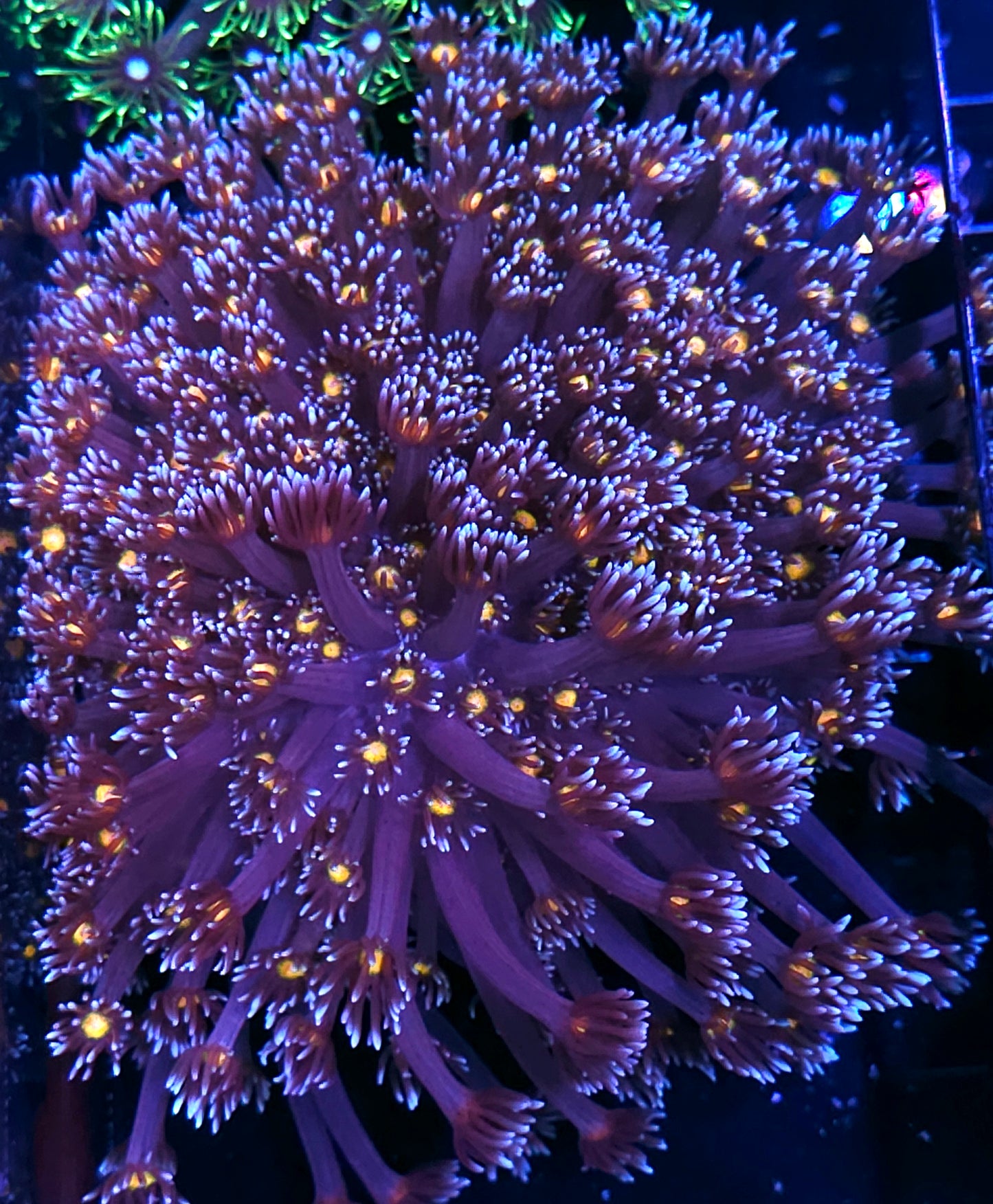 XXL Walking Dead Goniopora Colony