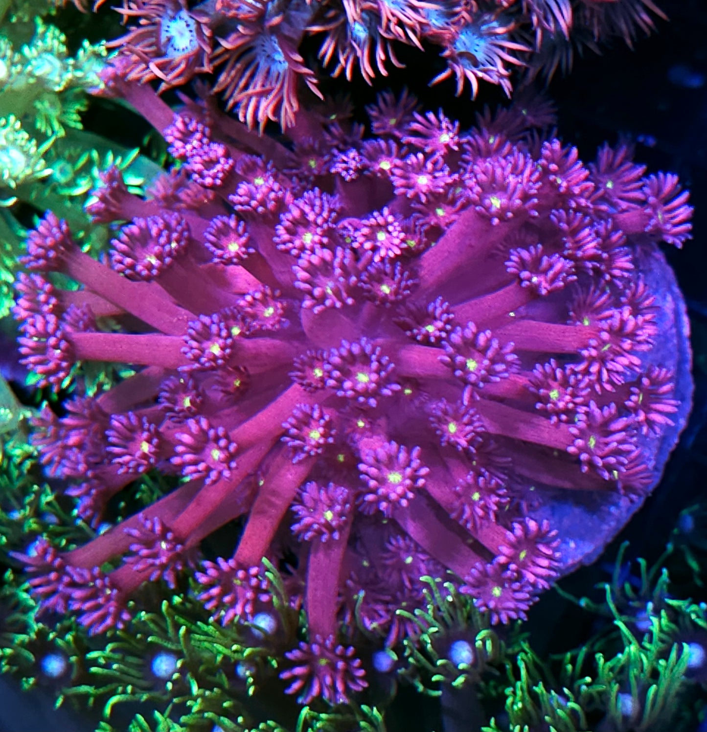 Twinkle Twinkle Unfreakingreal Goniopora Colony