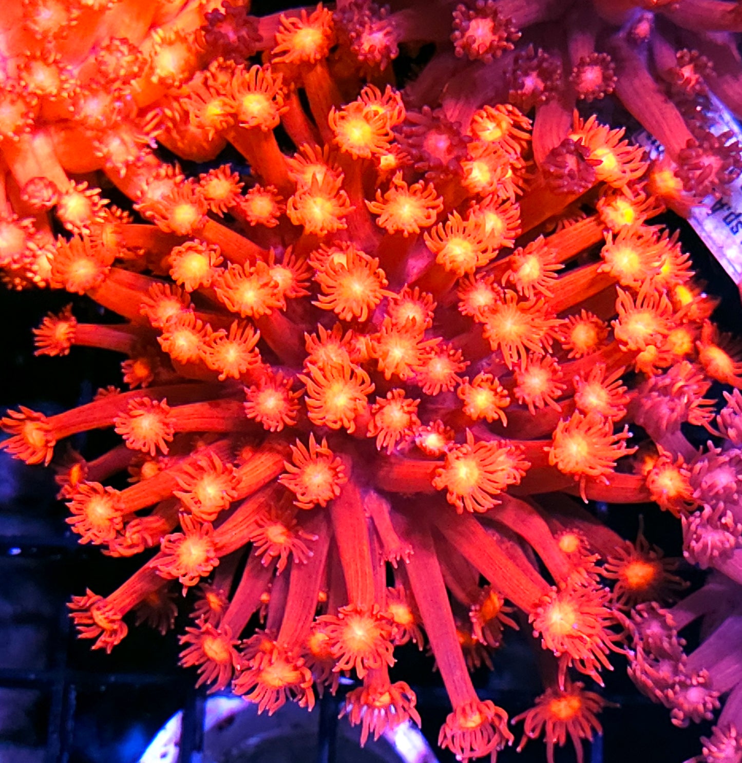 Hells Fury Goniopora Colony Opens Big