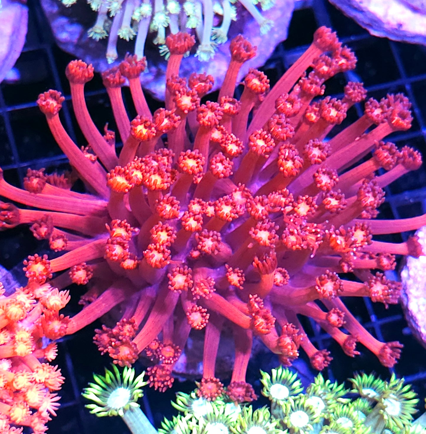 Unveiled Epic Goniopora Colony
