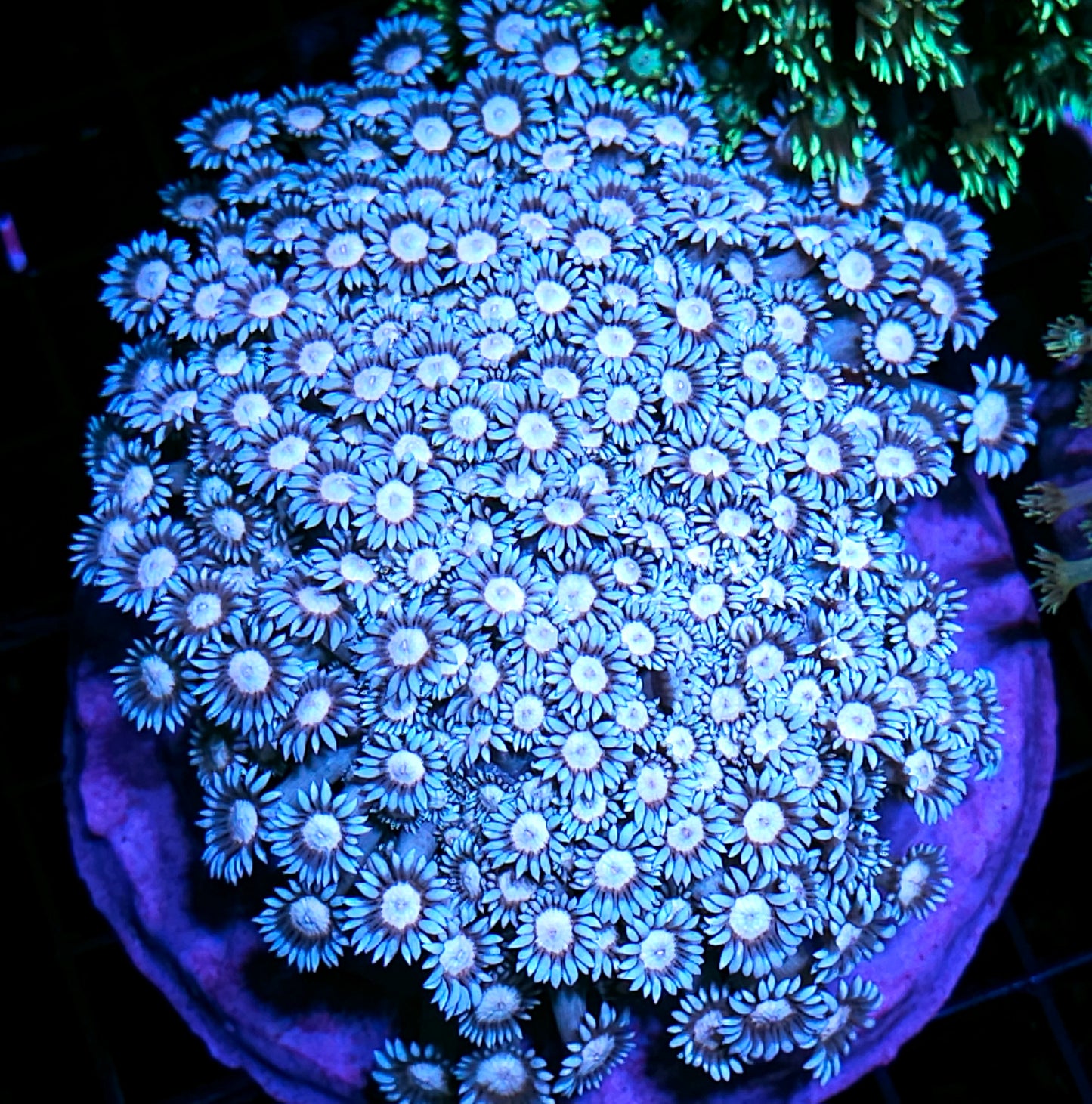 XL Iced Eye Goniopora Colony