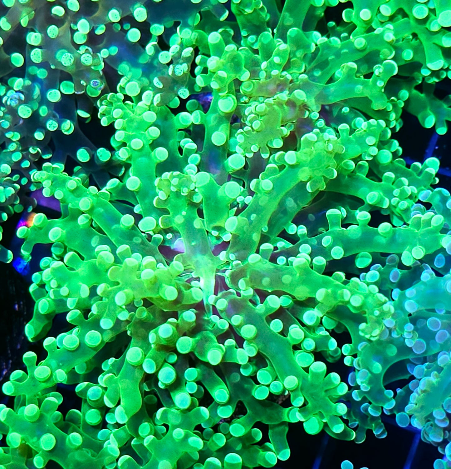 Viper Frogspawn
