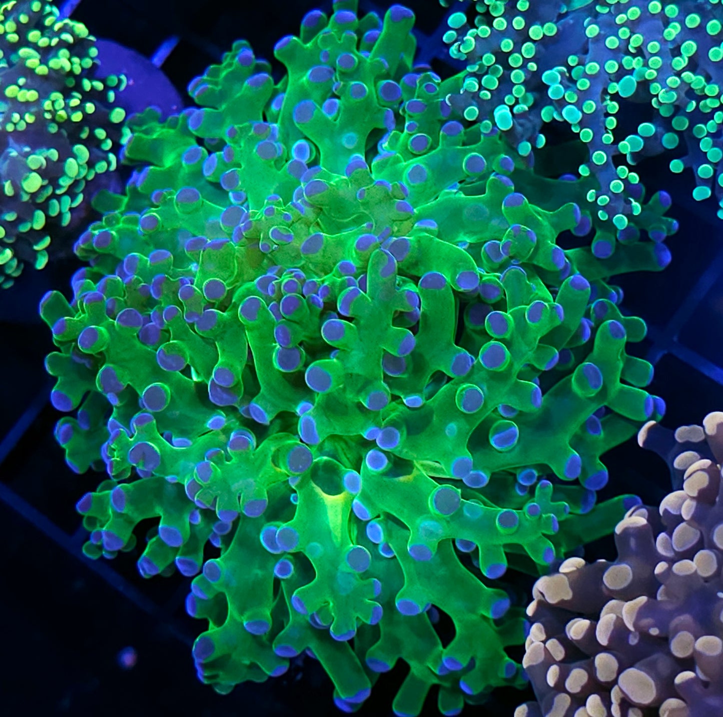 Blue Tip Frogspawn