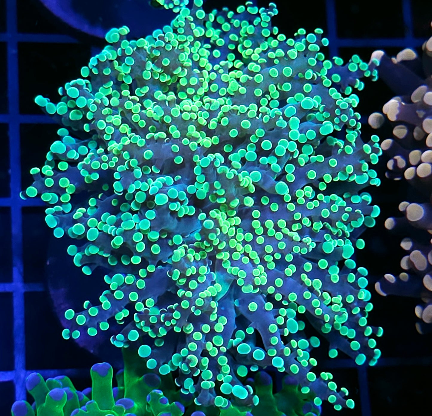 LA Lakers Frogspawn
