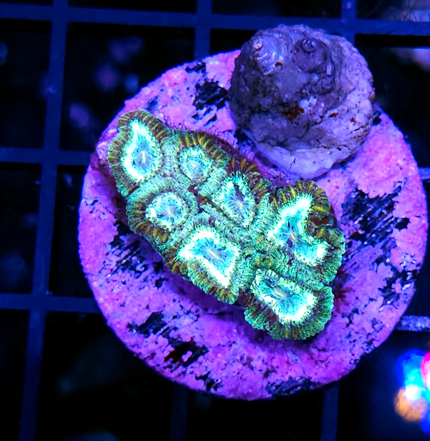 Moonshine Micro Favia