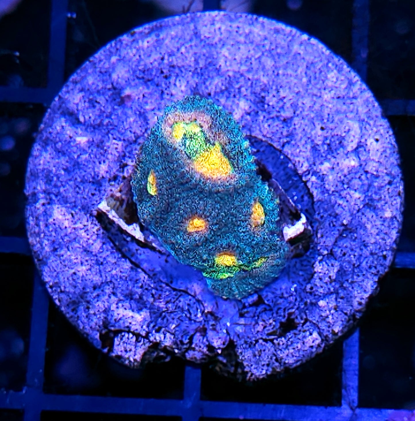 Helios Favia