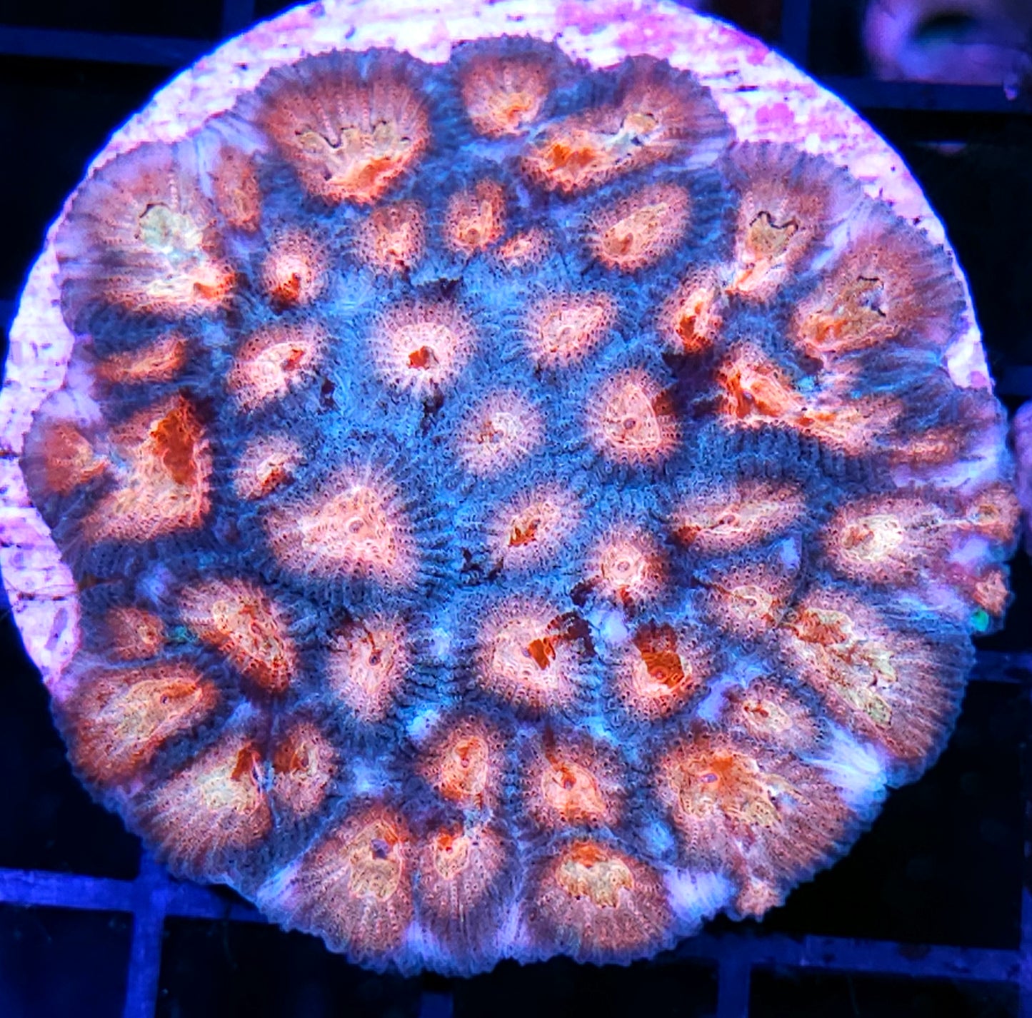 4" Wonder Woman Favia Colony