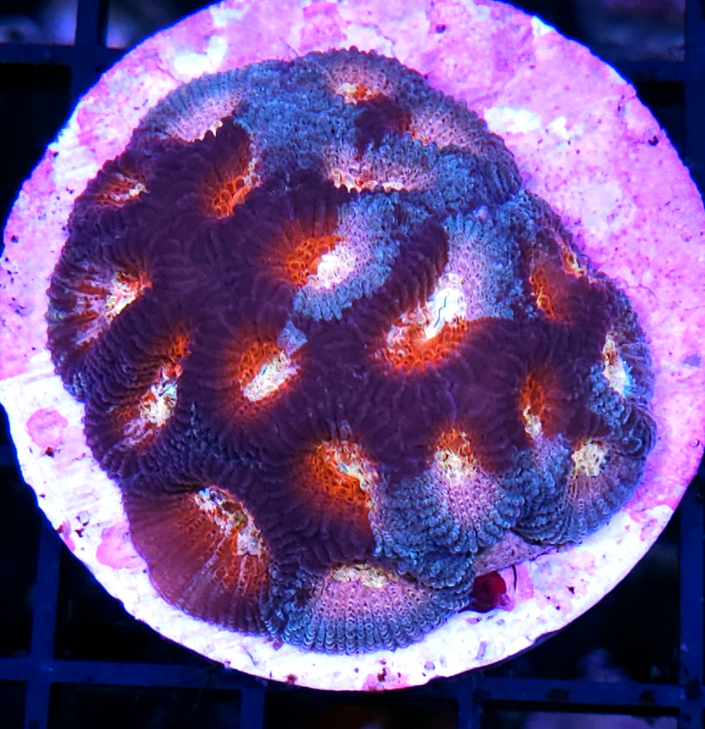 Captain Marvel Favia Colony 🤯
