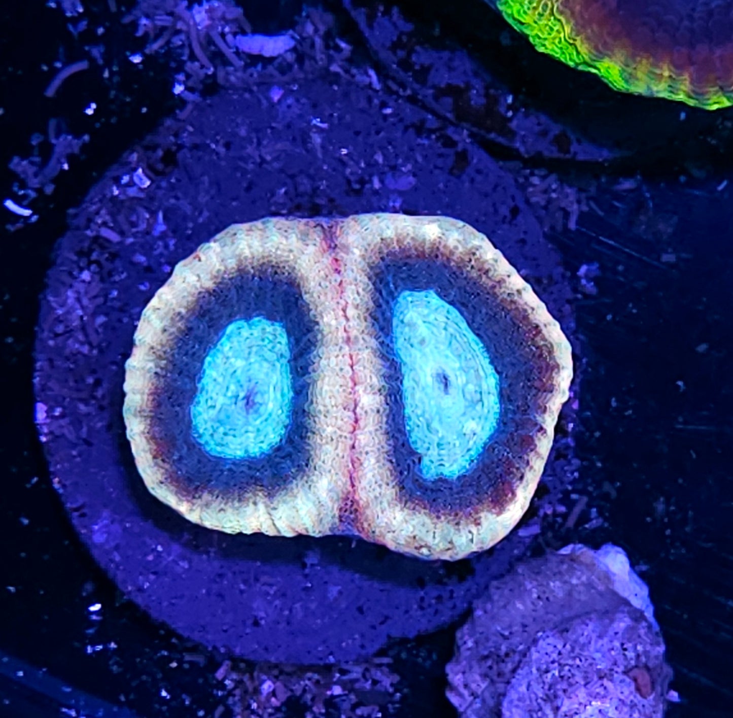 Candy Dreams Favia