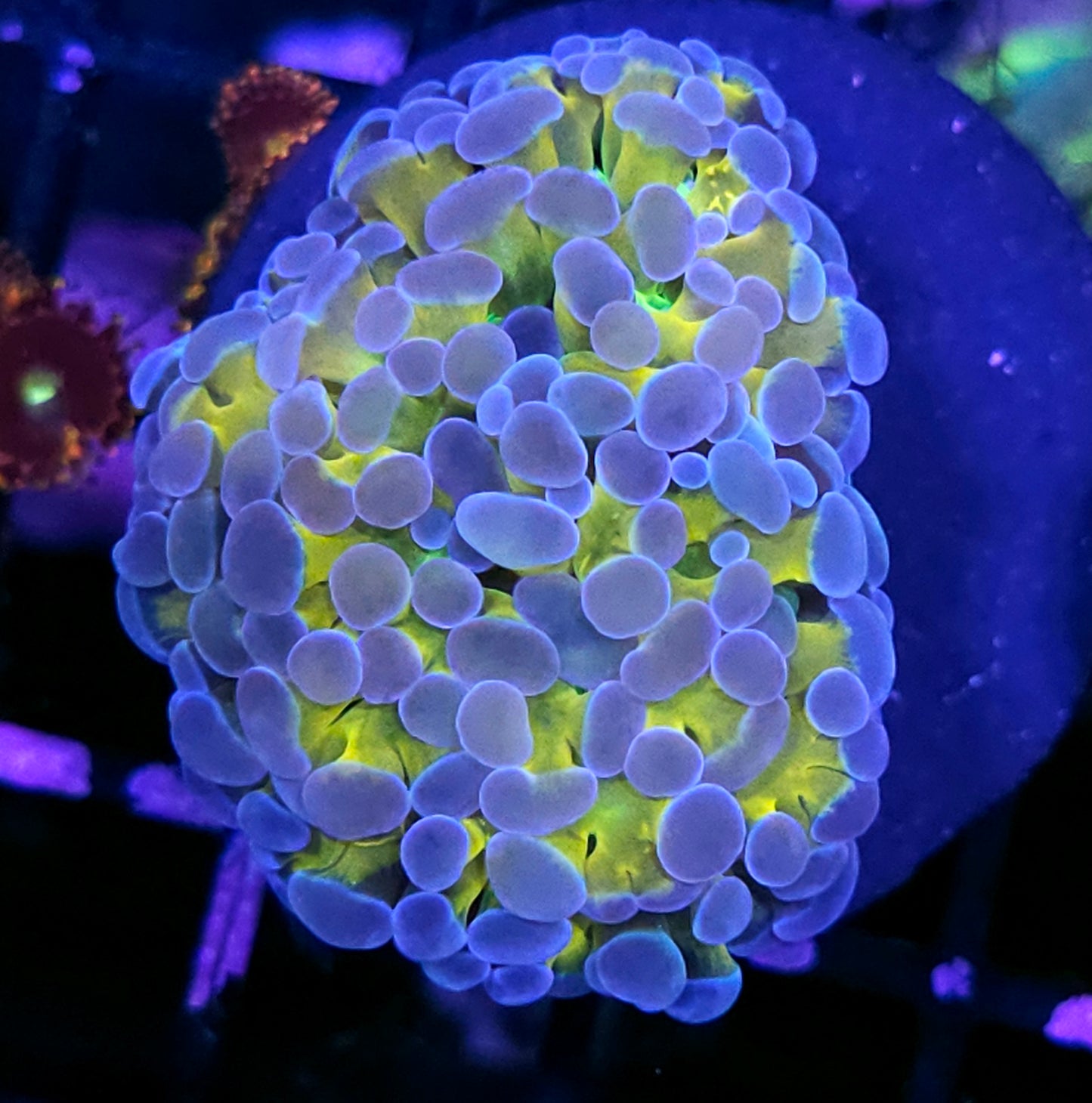 Yellow Hologram Branching Hammer