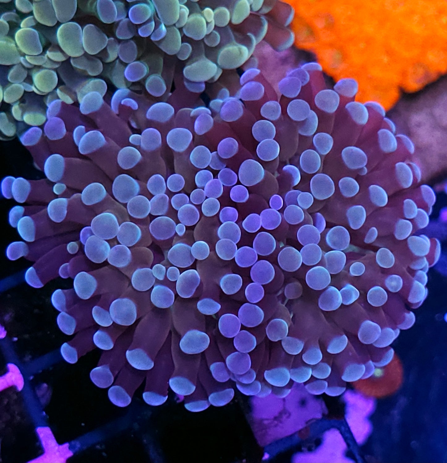 Double Grape Ape Branching Hammer