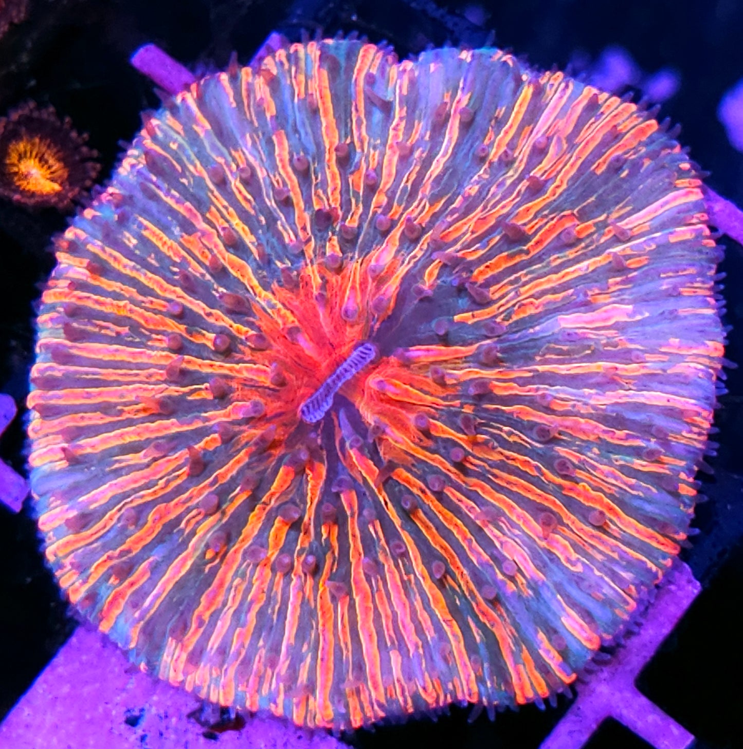 Jerry Garcia Tye Dye Fungia Plate