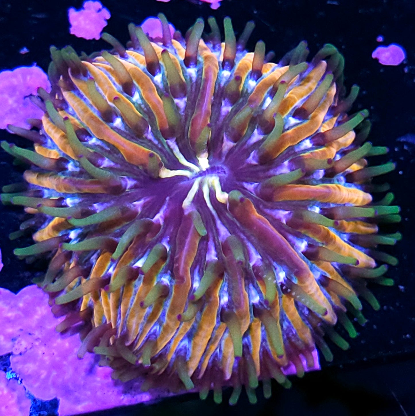 HF Baja Berserk Fungia Plate