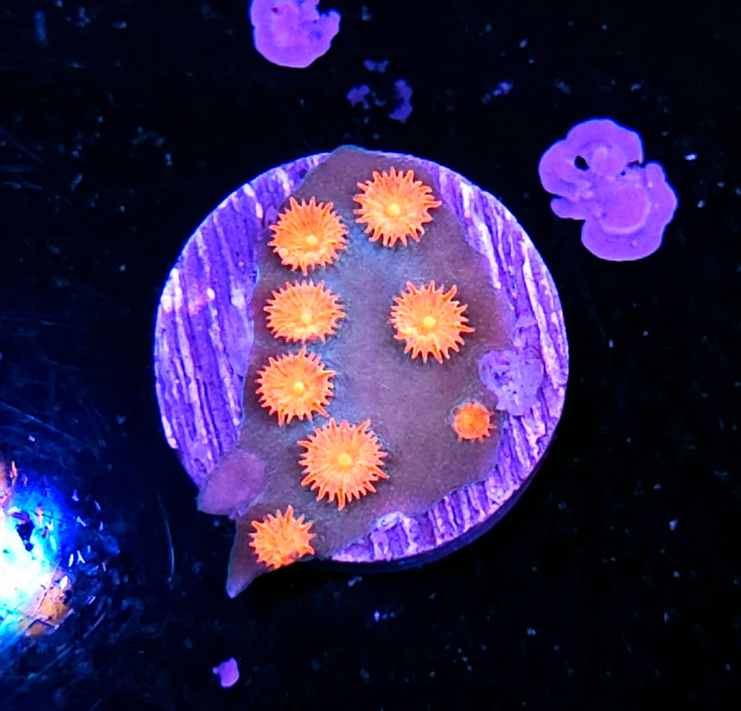 Meteor Shower Cyphastrea