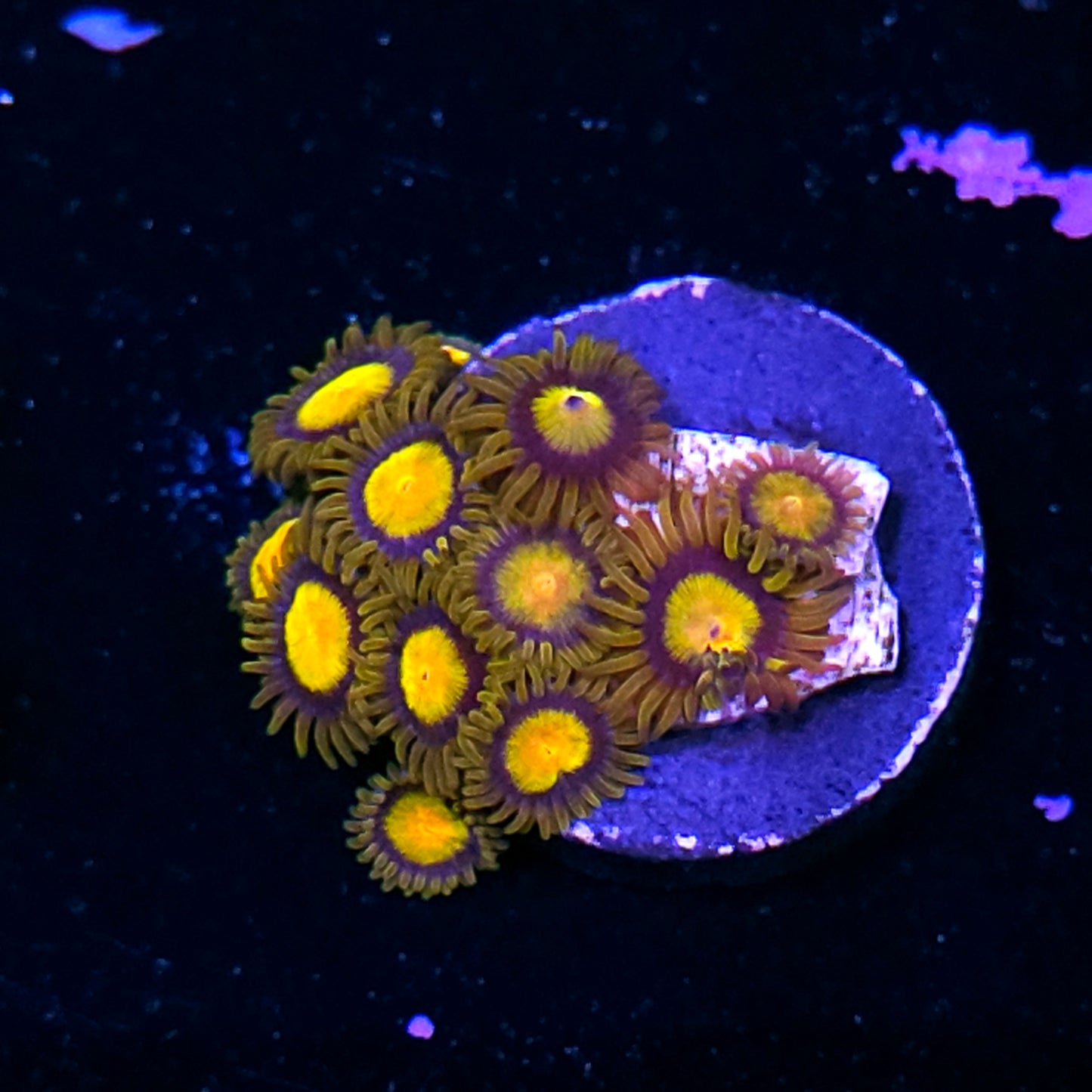 King Midas Zoas