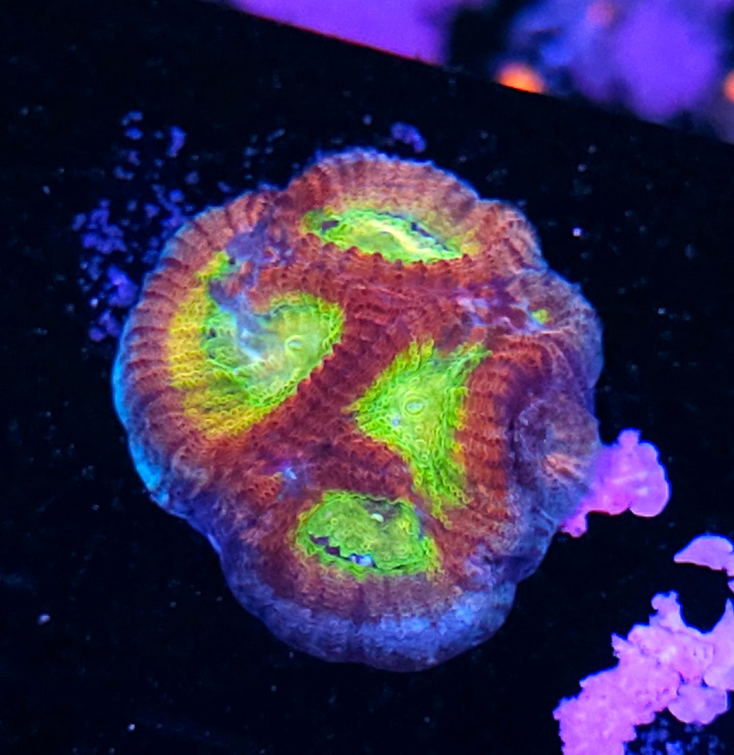 HF Rainbow Renaissance Favia
