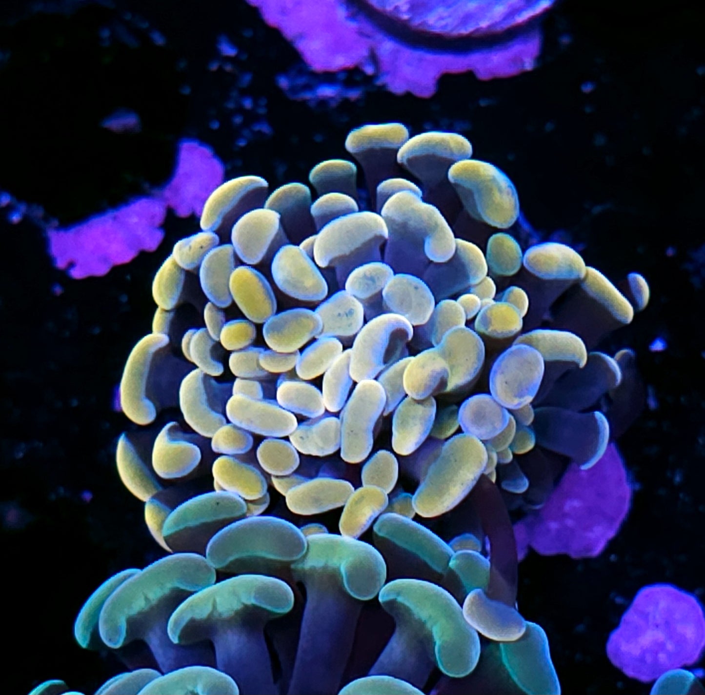 Cream Corn Branching Hammer