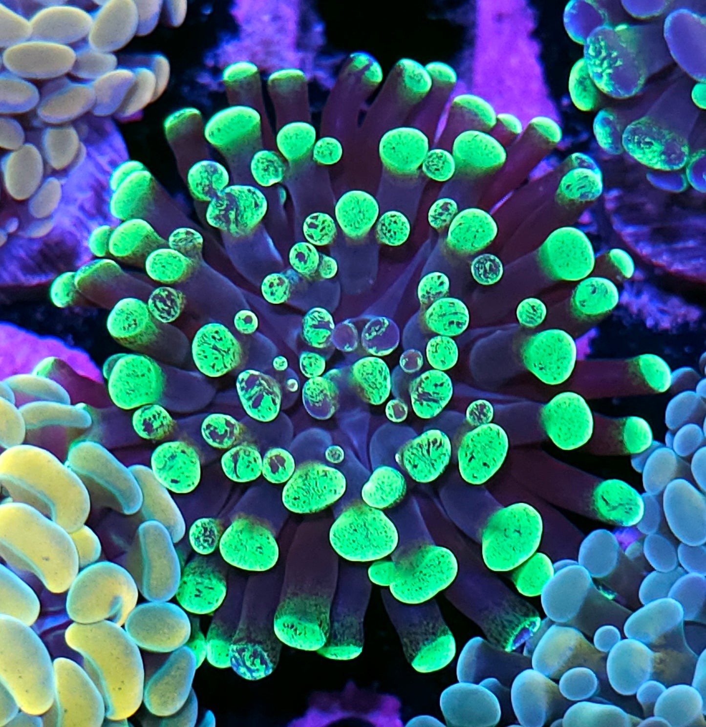 Toxic Splatter Branching Hammer