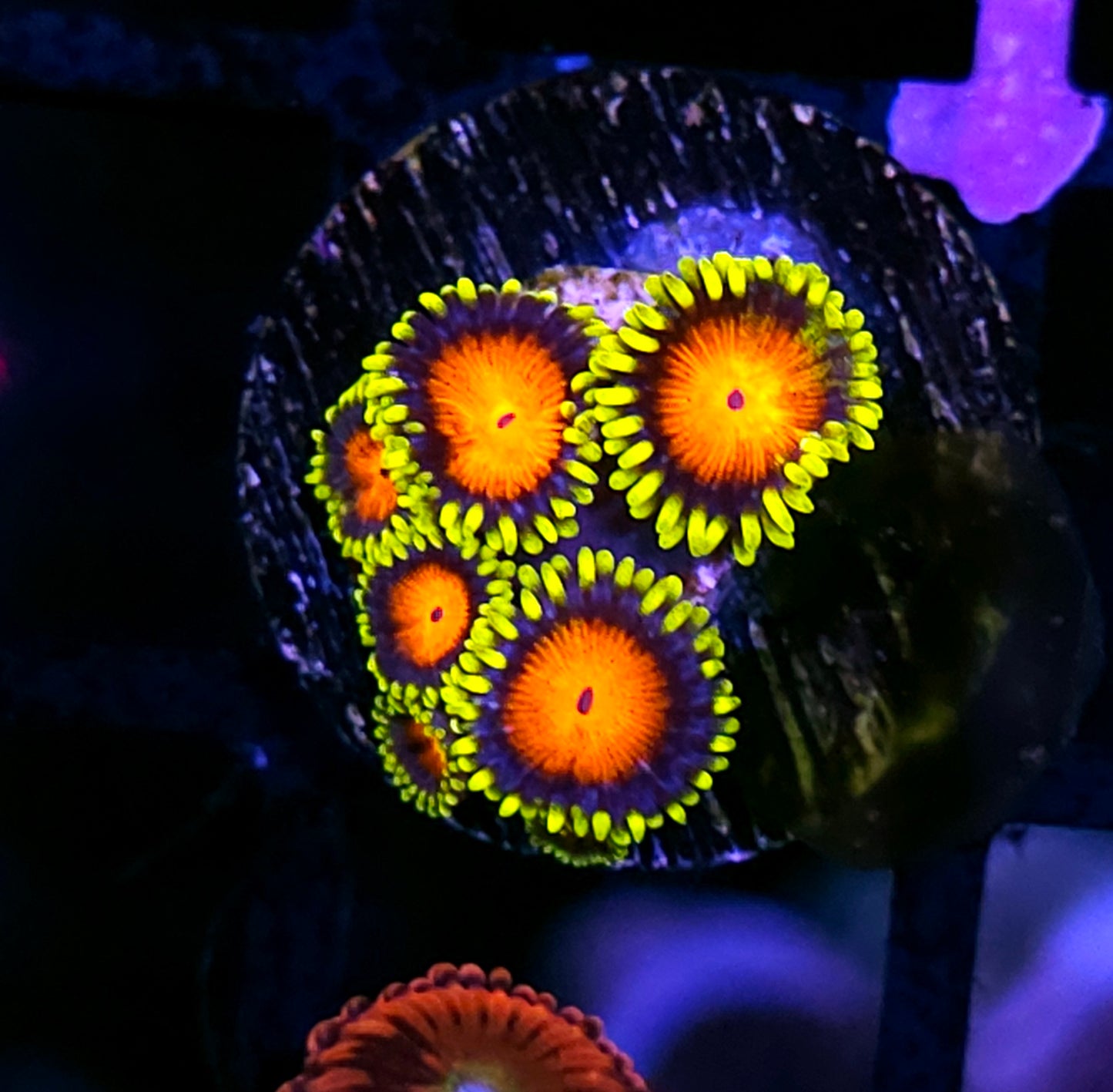 HF Van Helsing Zoas