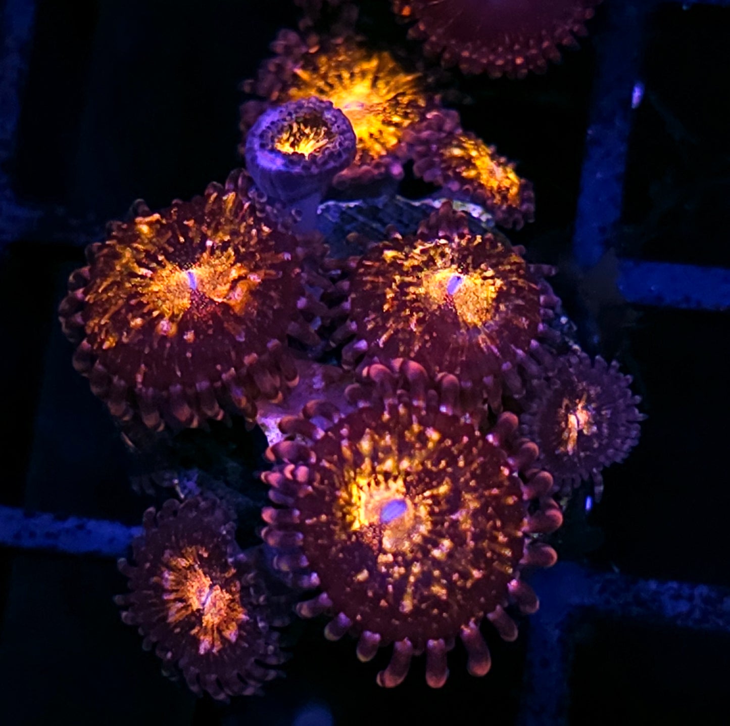 Pandora Zoas