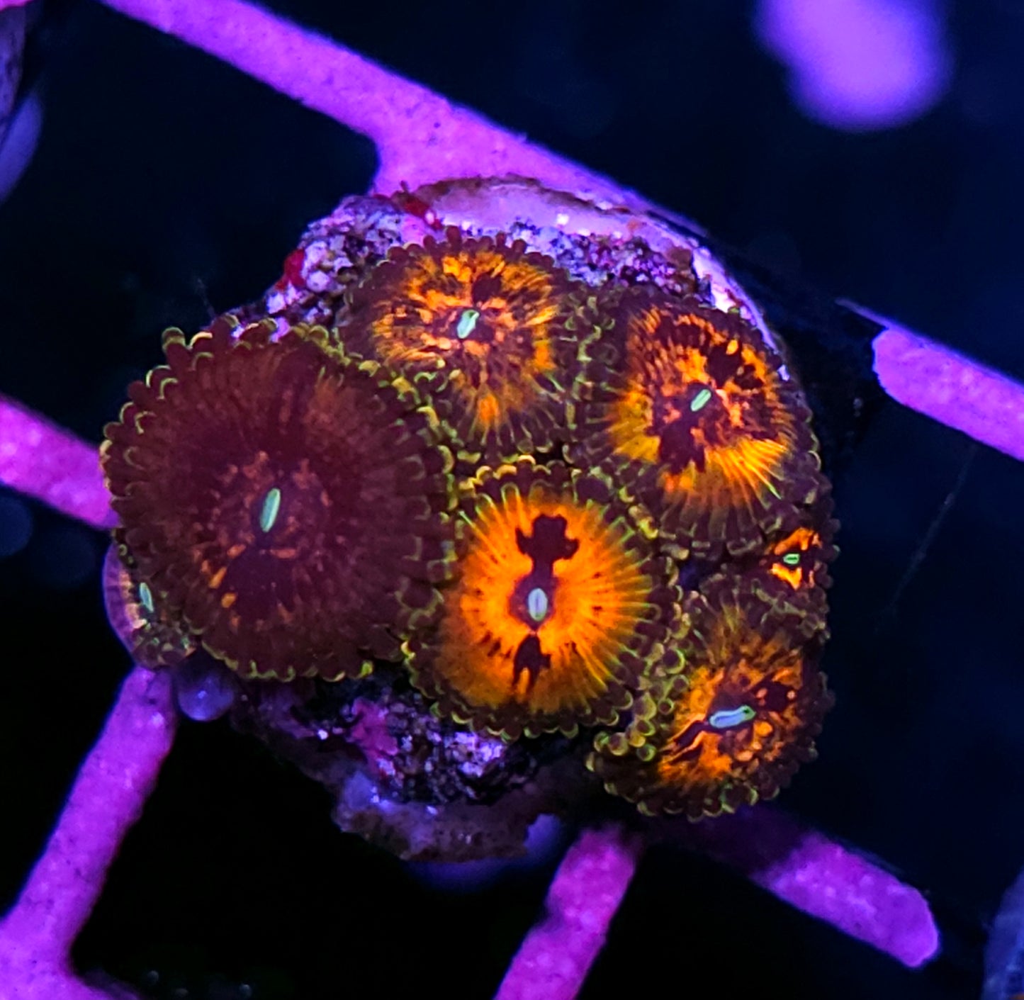 DR Fang Banger Zoas