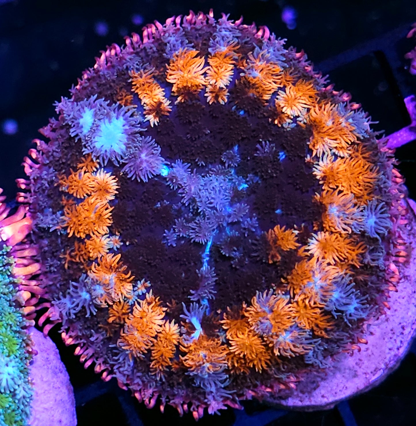 3.5" Super Frankenstein Bounce Mushroom