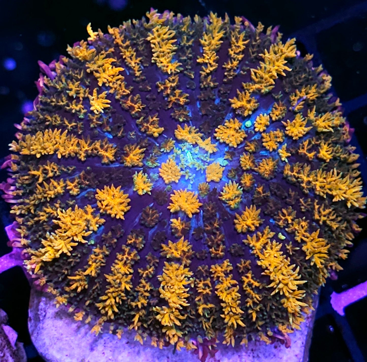 3.5" Tigress Frankenstein Bounce Mushroom RARE