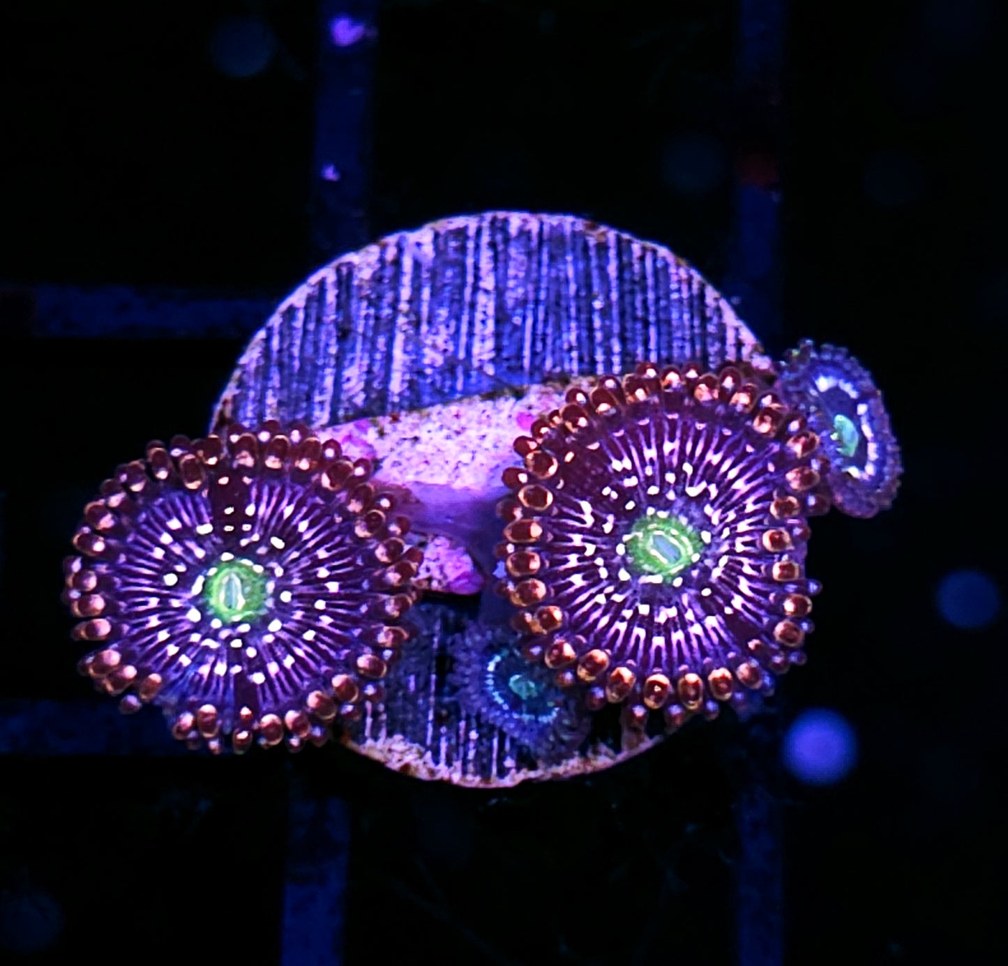 HF Snow Globe Zoas