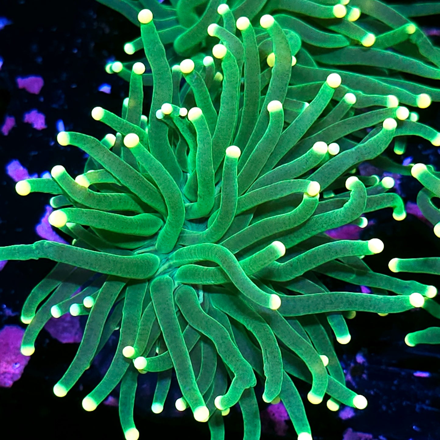 Lemon Drop Torch Yellow Tip