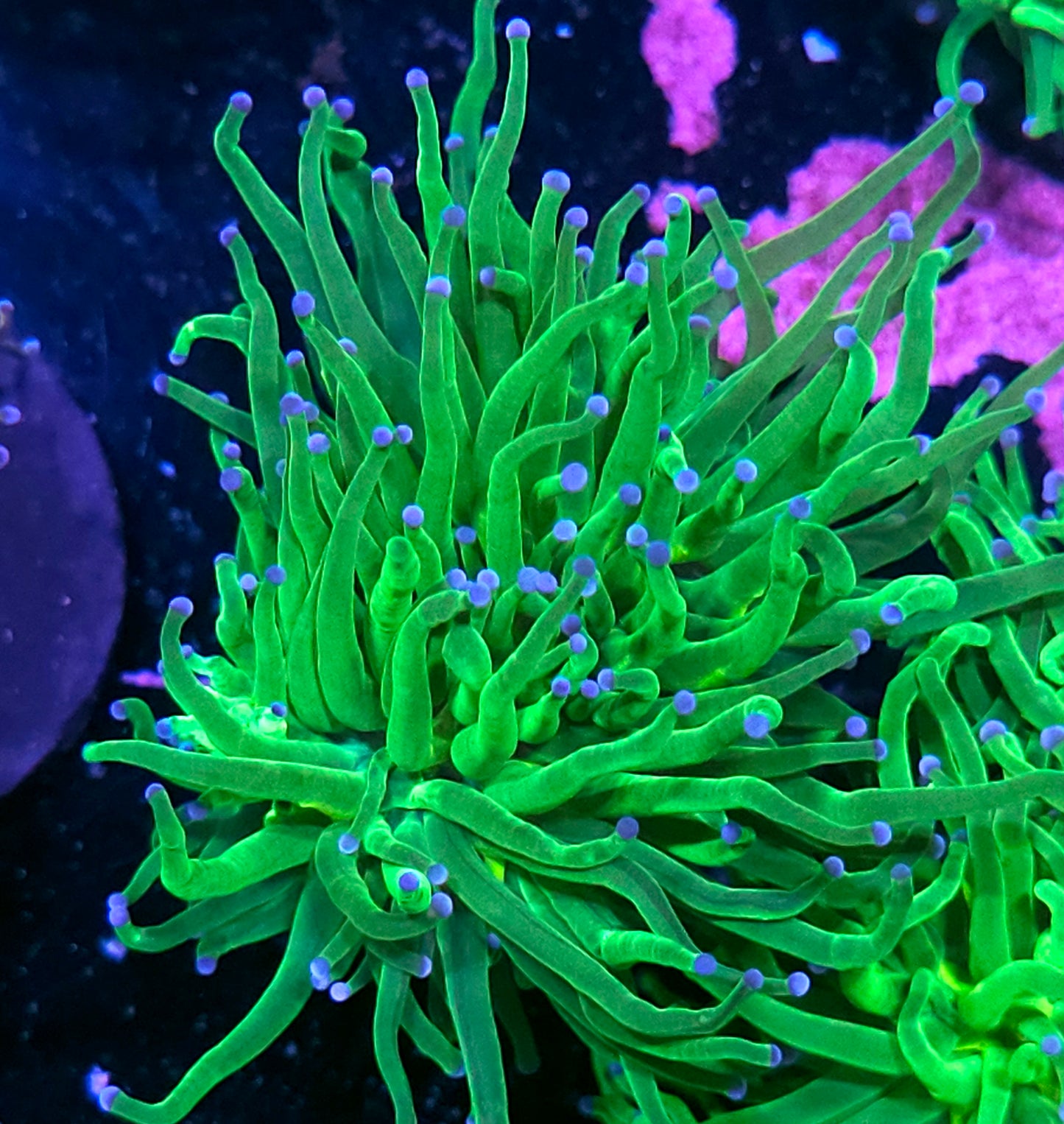 2 Head Cotton Candy Torch