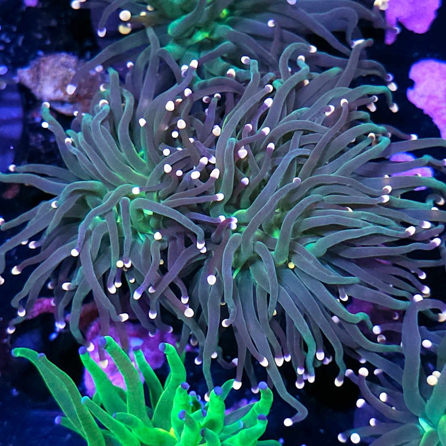 2 Head Bubble Gum Torch