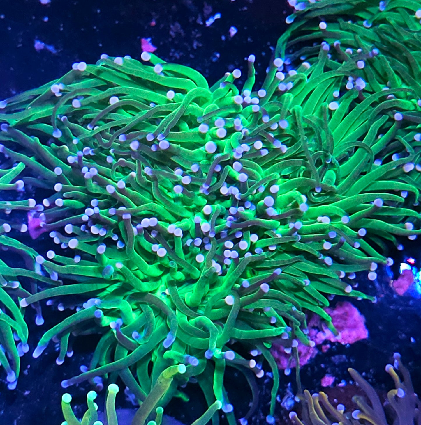 Triple Tri-Tip Torch Colony
