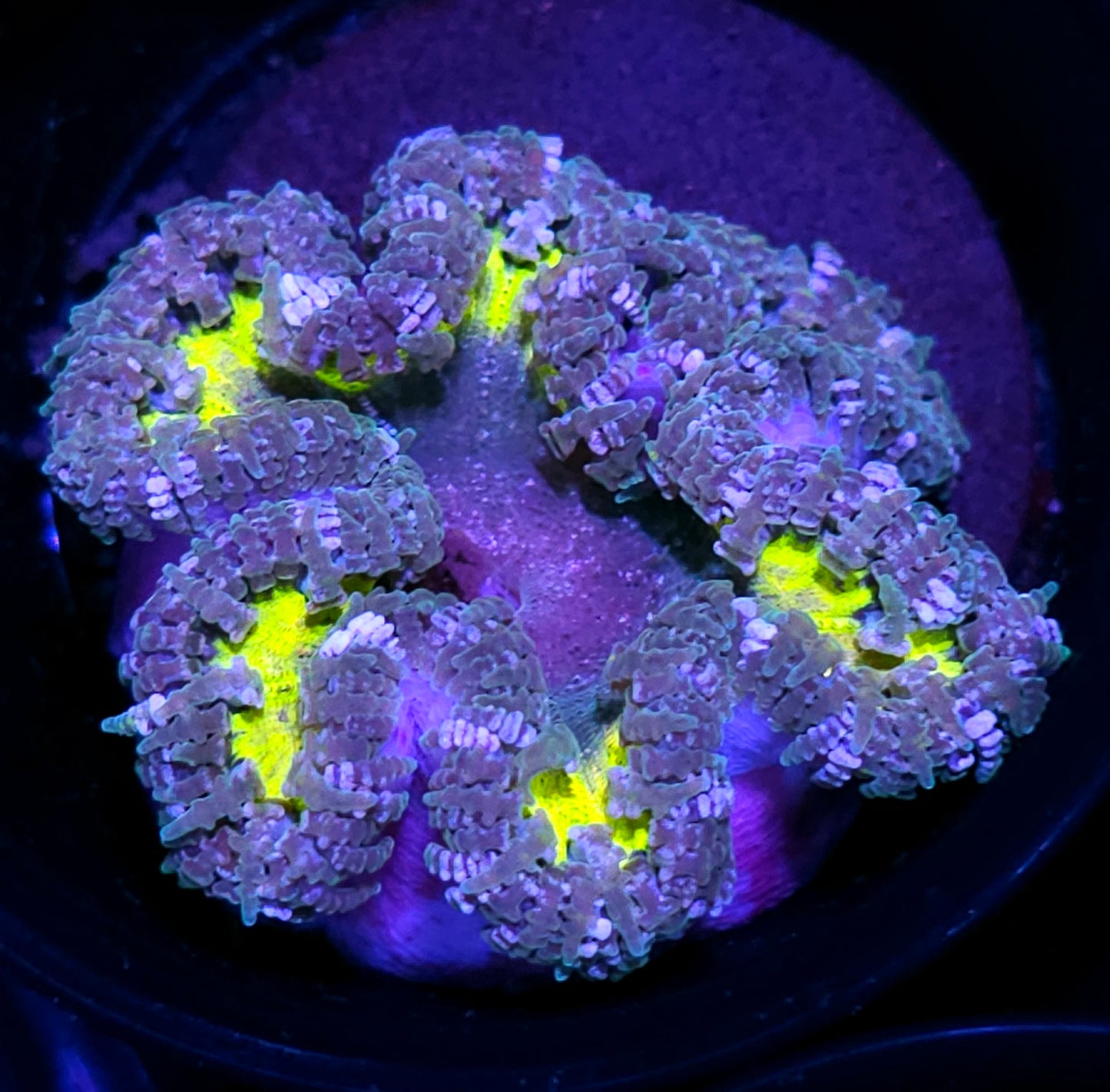 Jupiters Moons Flower Anemone