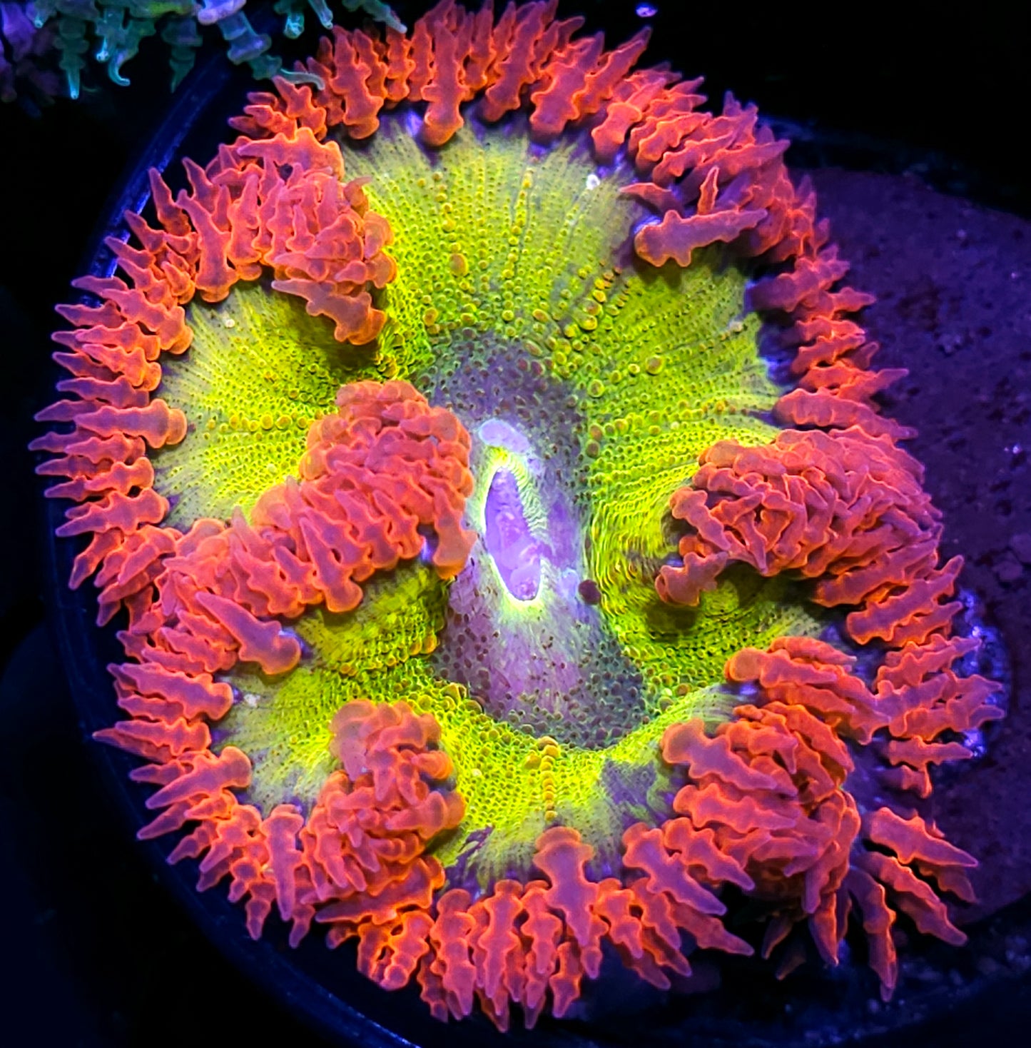 Neutron Flower Anemone