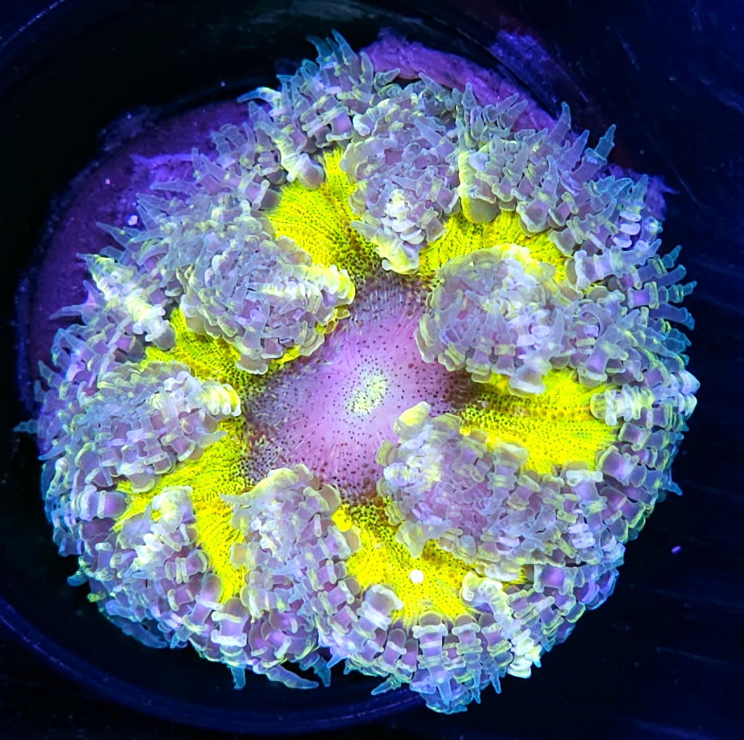 Laser Flower Anemone