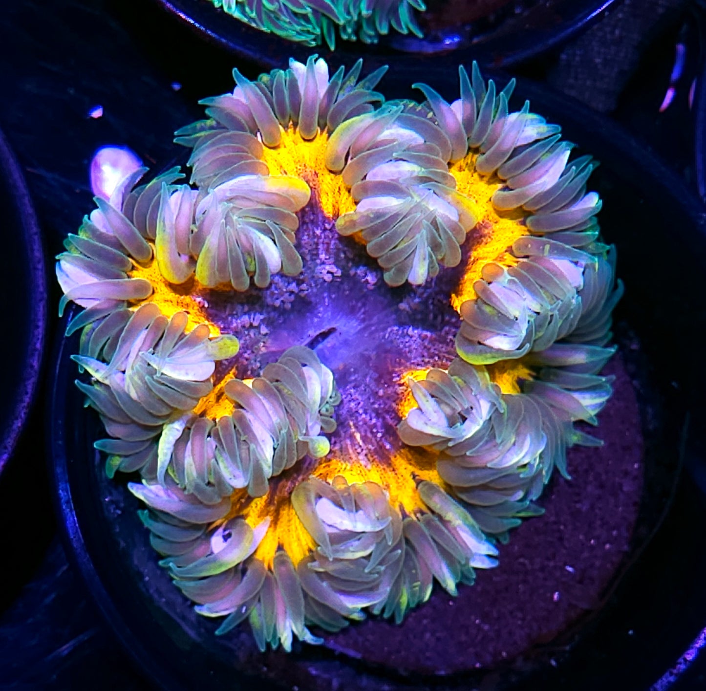 Insane Flower Anemone