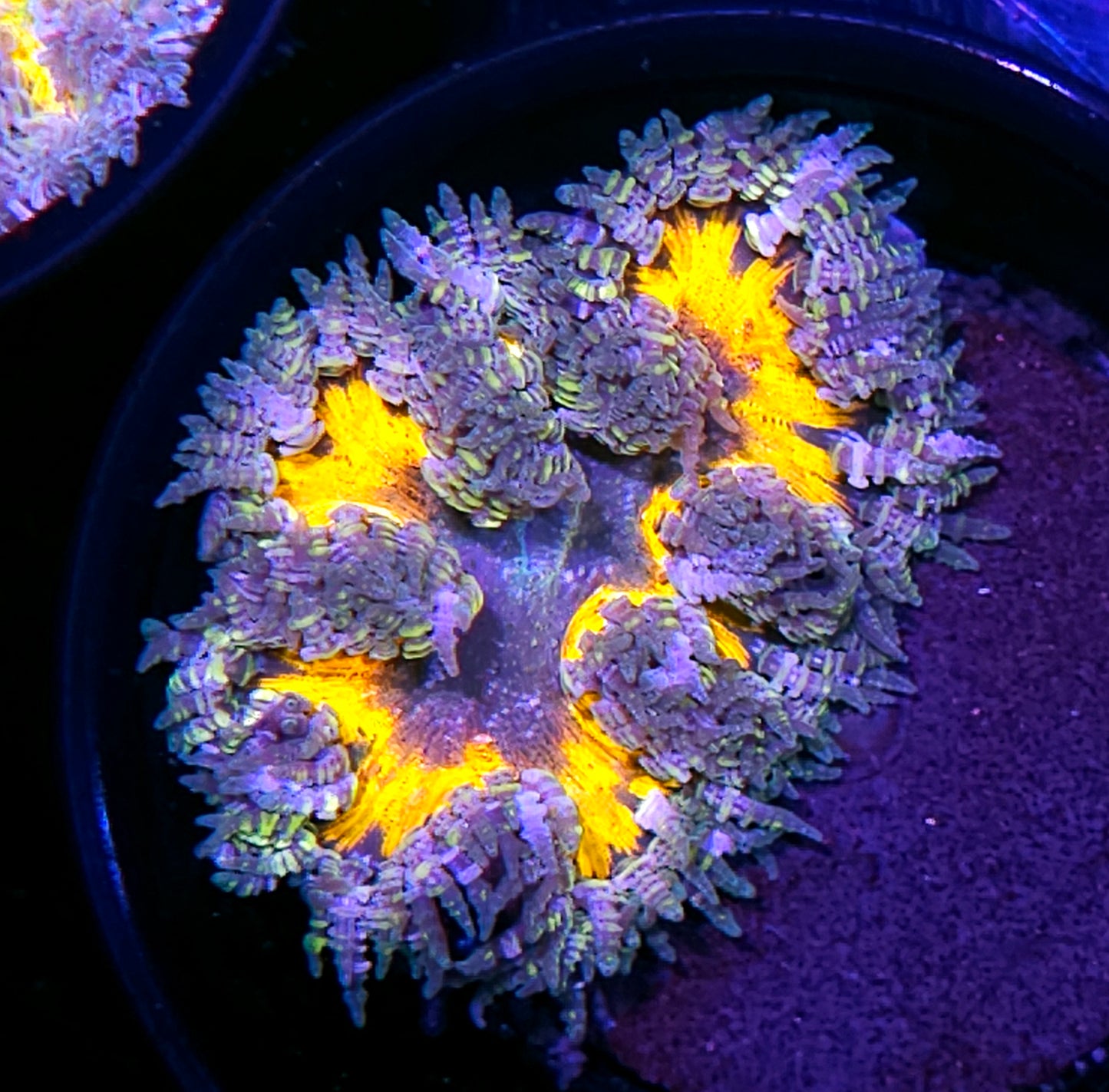Insane Flower Anemone