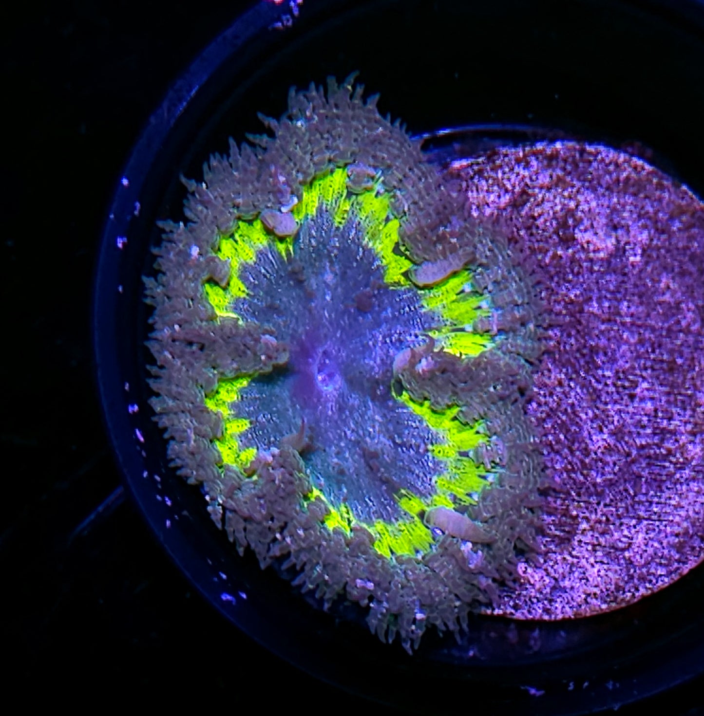 Shockwave Flower Anemone
