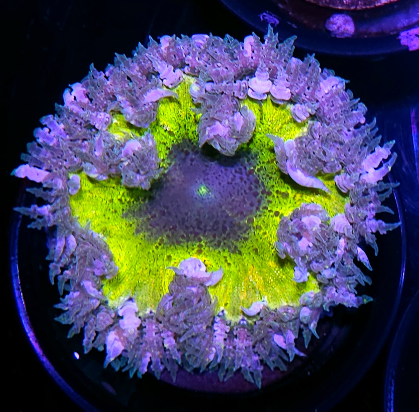 Ectocooler Flower Anemone